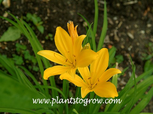 Elfin Daylily (Hemerocallis)